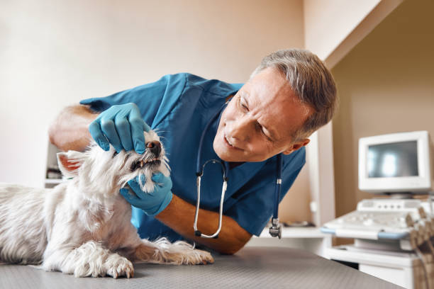 Best Urgent Care for Lost Fillings or Crowns in Bear Creek, AK